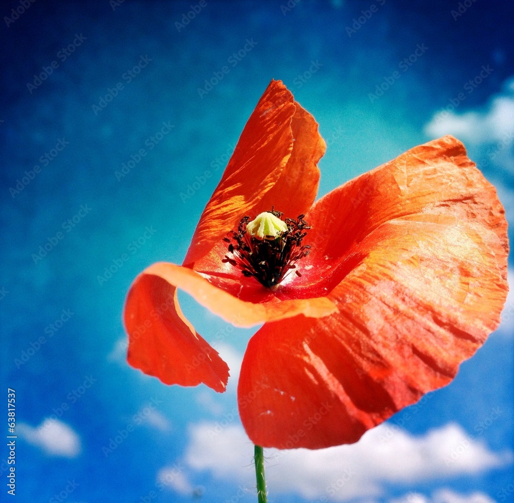 Papavero rosso foto de Stock Adobe Stock