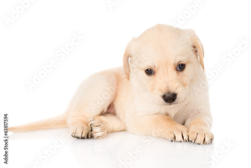 golden retriever puppy dog. isolated on white background © Ermolaev Alexandr