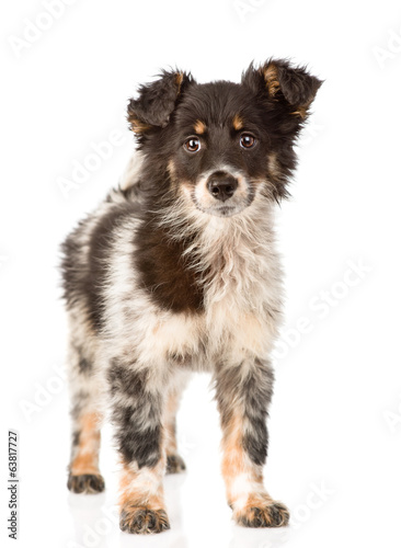 young mixed breed dog in full height. isolated on white 