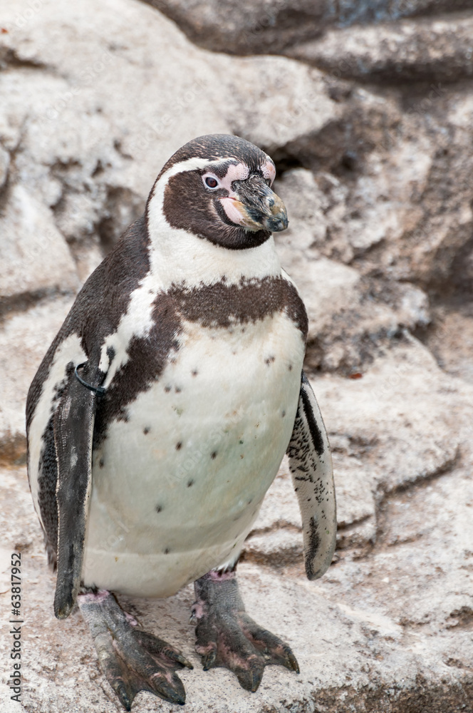 Naklejka premium penguin