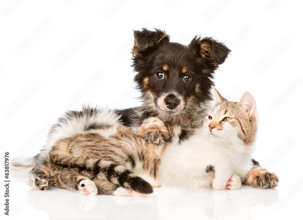 Cute dog embracing cat. isolated on white background