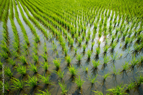 Green rice cultivation field
