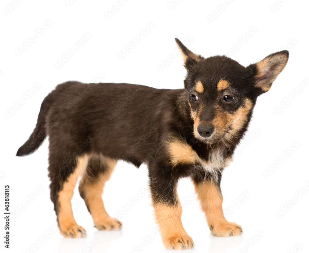 mixed breed puppy dog in full height. isolated on white 