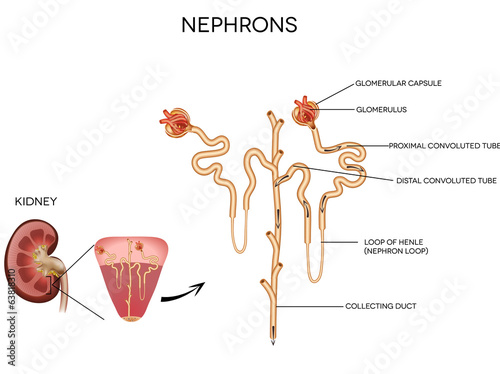 Detailed medical illustration of nephron and and glomerulus photo