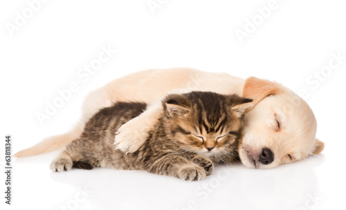 Fototapeta Naklejka Na Ścianę i Meble -  golden retriever puppy dog and british cat sleeping together. 