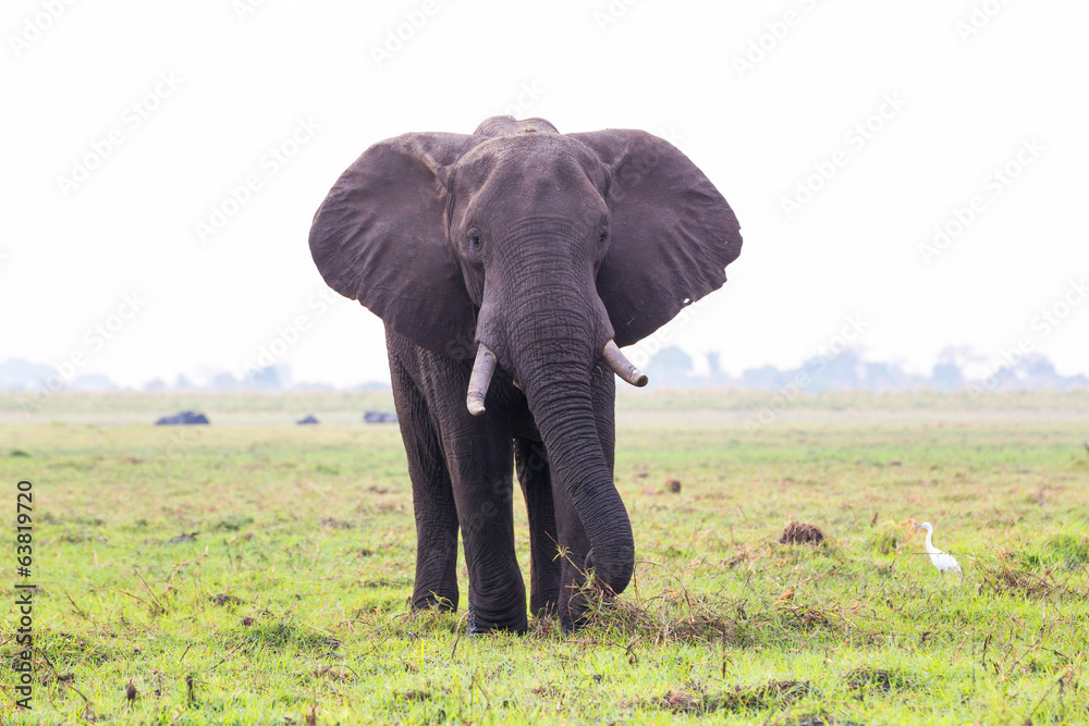 Fototapeta premium Elephant on island in Chobe River