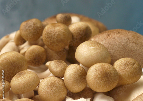 Close up of an assortment of mushrooms