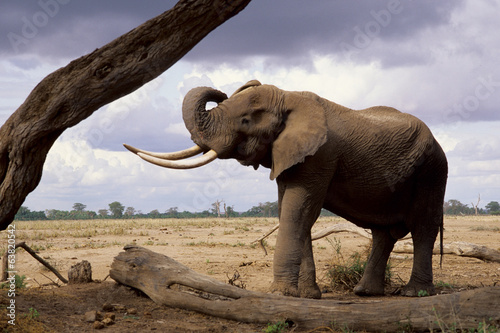 elefante africano adulto con grosse zanne maschio dominante