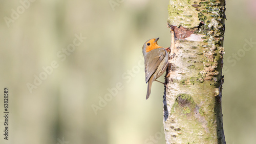 Rouge gorge photo