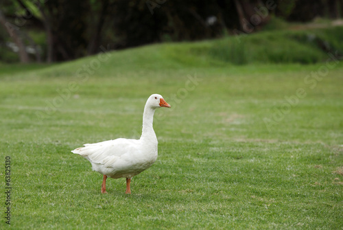 A beautiful white duck