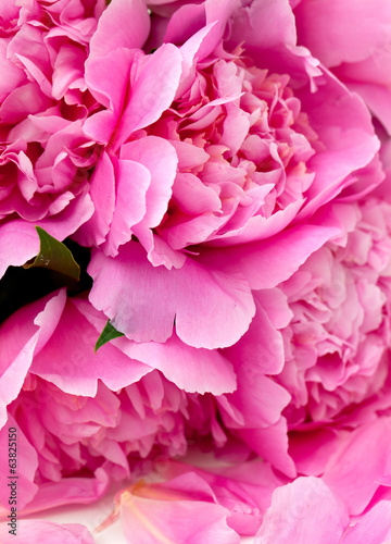 bunch of peonies isolated on white