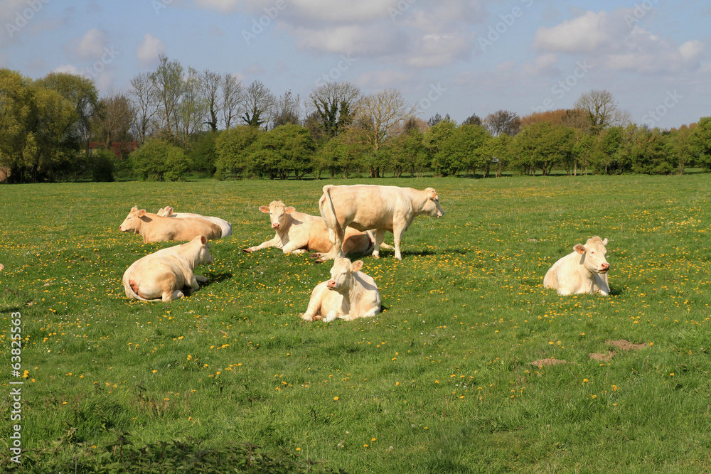 Fototapeta premium vaches
