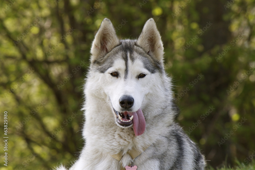 Siberian Husky