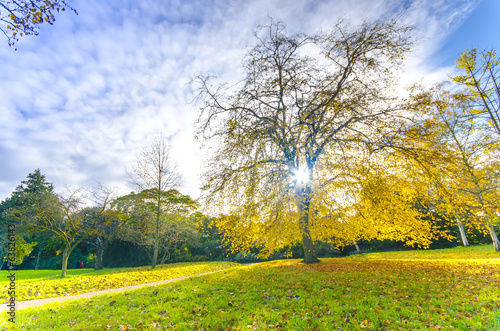 Beautiful park with sunrays through the tree in London  UK