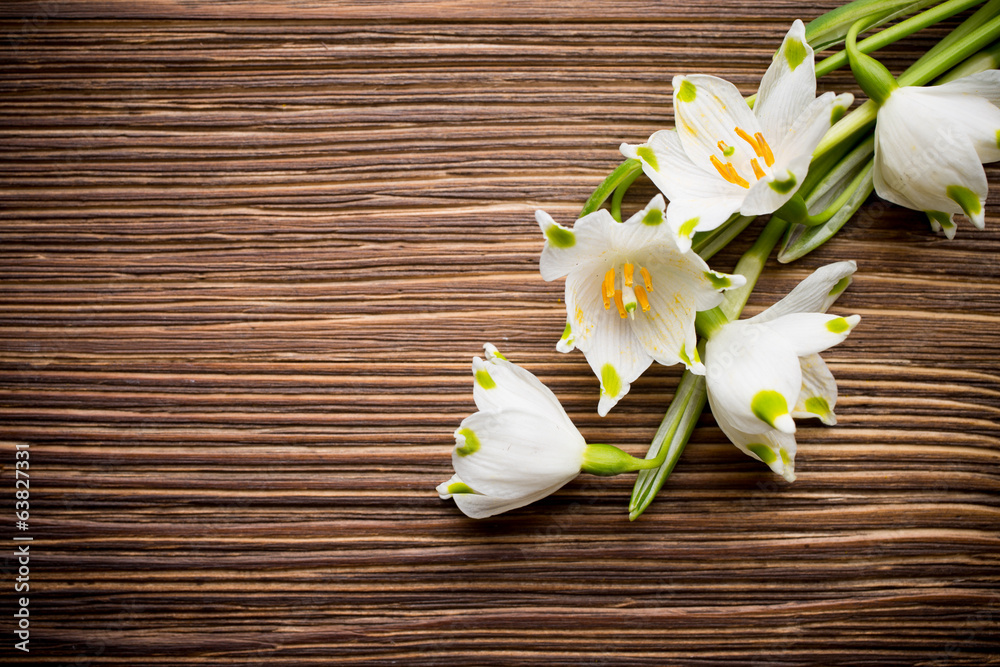 Snowdrop. Snowdrop.