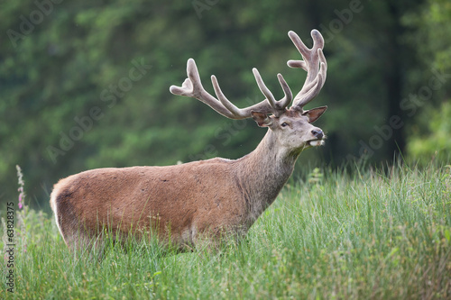 Cerf en velour