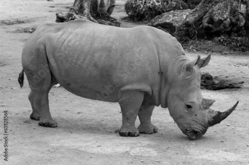 rhino "Rhinocerotidae"