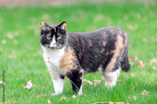Beautiful, colorful calico cat in grass