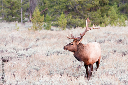 Elk Grand Teton National Park, Wyoming
