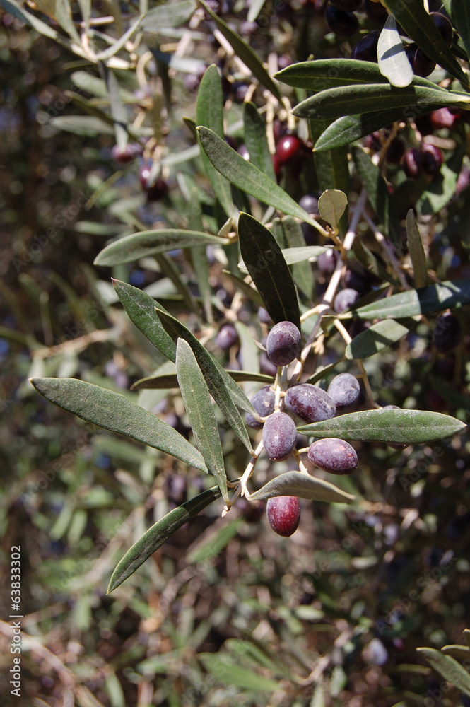 Black Olives