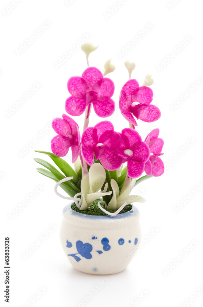 Orchid Orchid