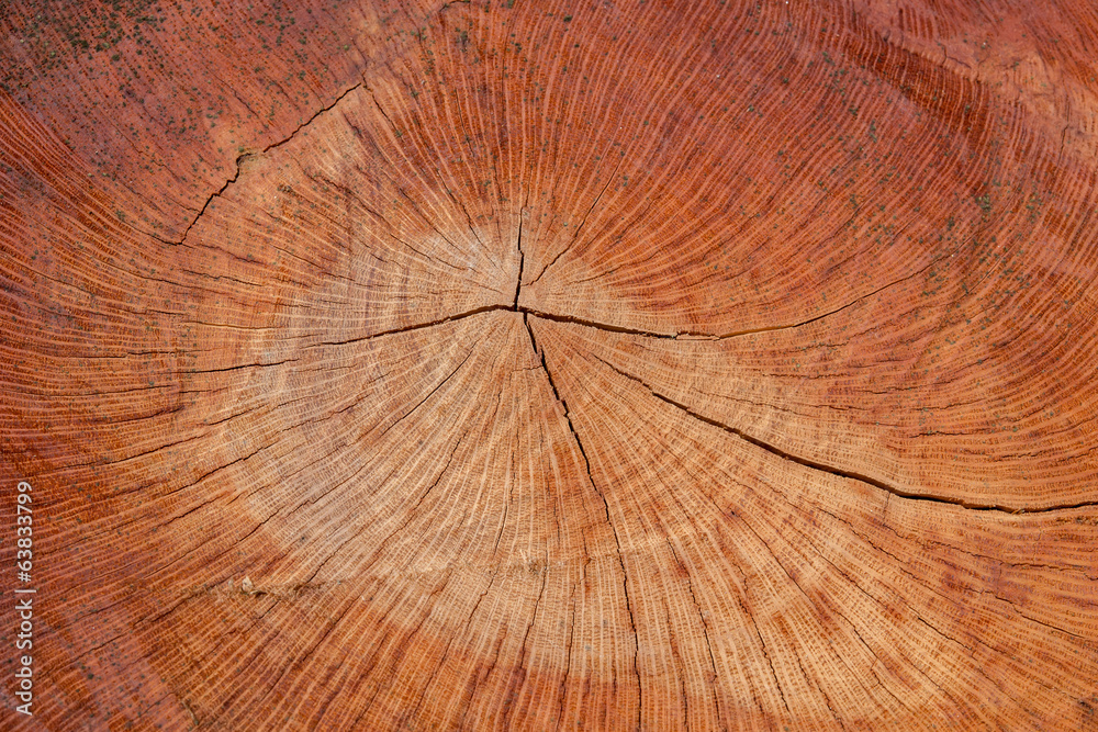 Fototapeta premium Wood texture (trees from forest)