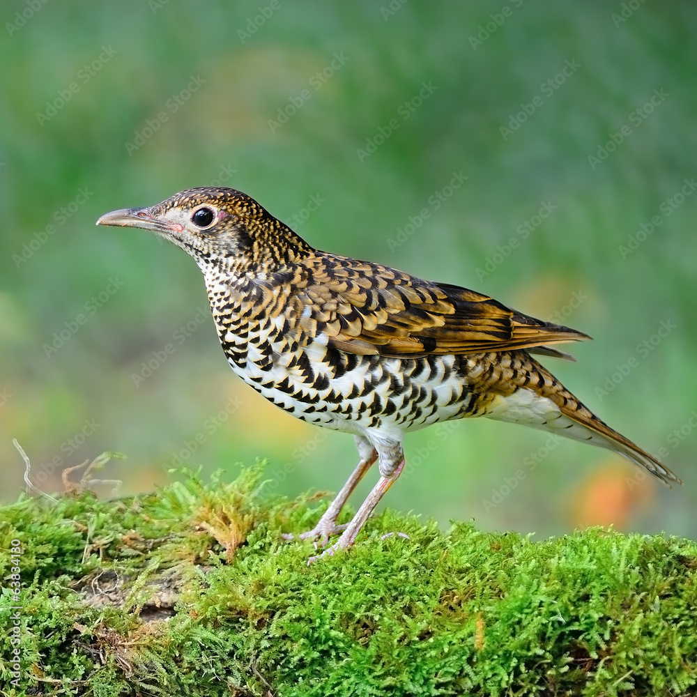 White Thrush