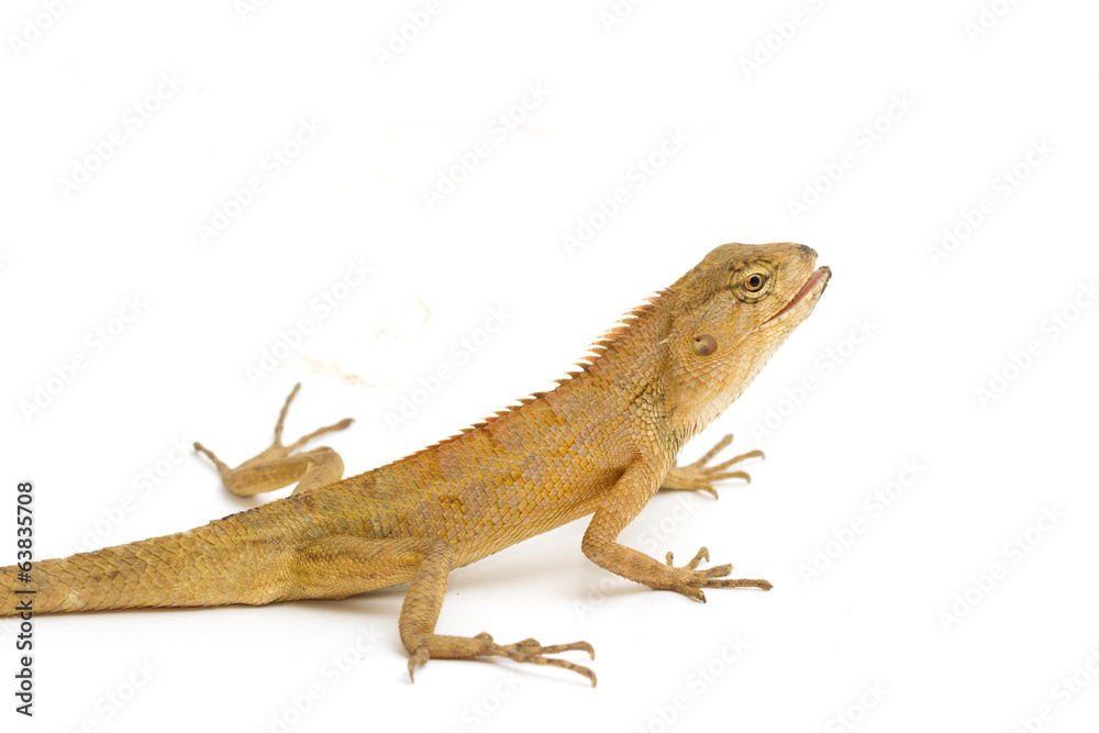 Closeup Lizard small reptile Closeup Lizard small reptile