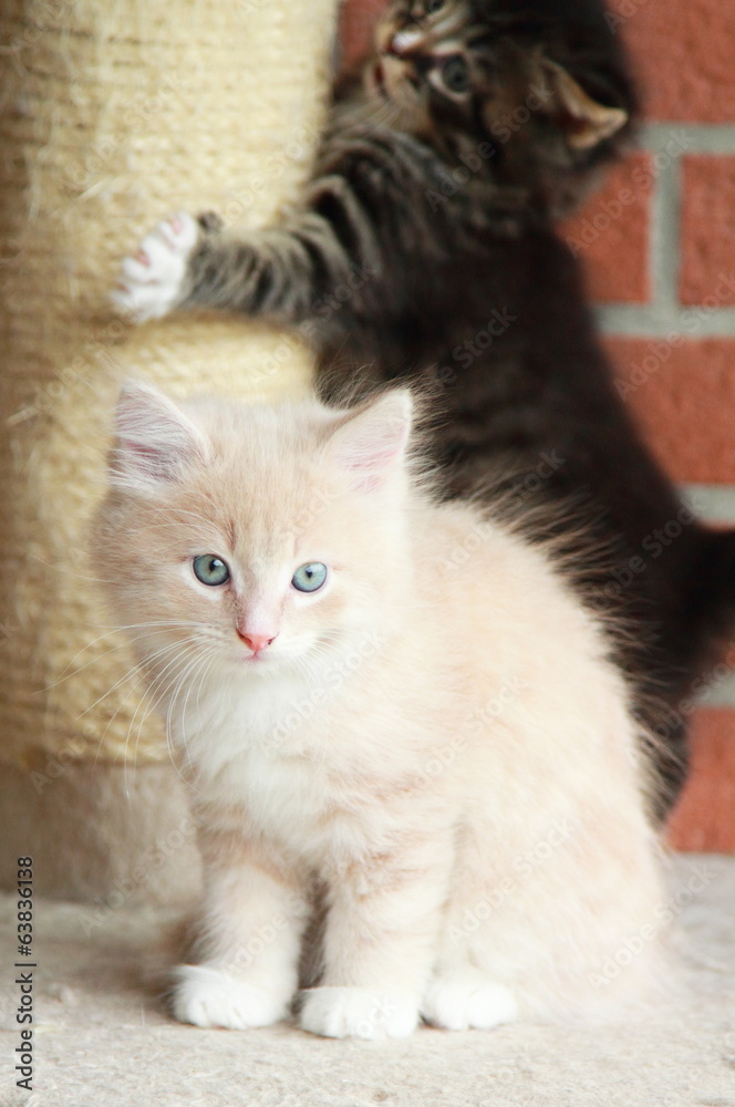 puppies of siberian cat,playing