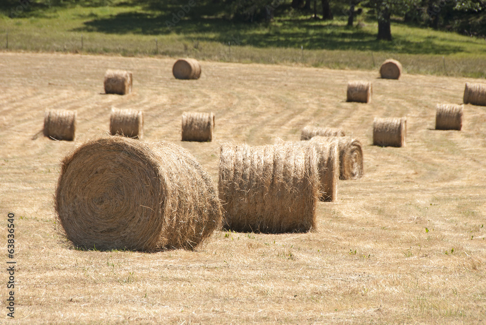 Large round grass hay bales in a summer field 