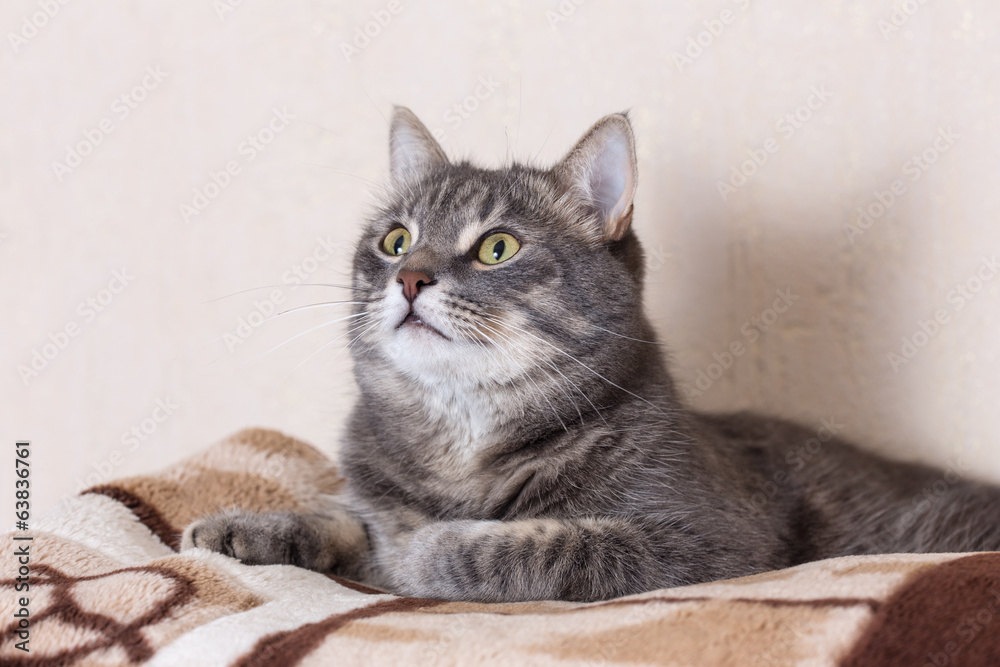 portrait of domestic cat