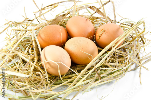 egg