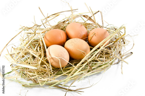 egg