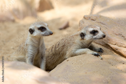 group of meerkat © TuTheLens