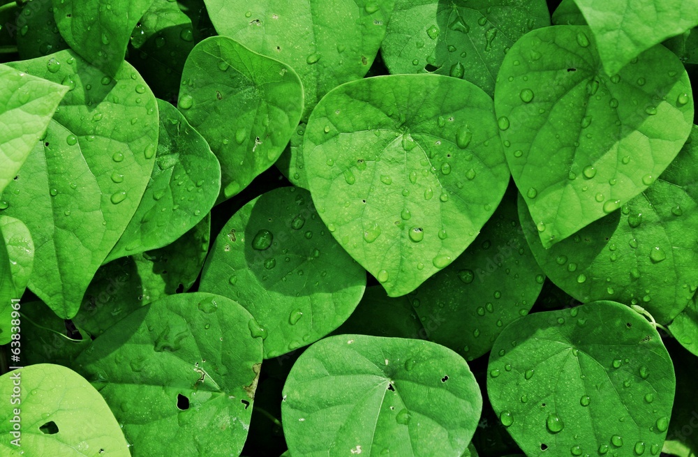 Green leaf background , Plenty of wet leaves Green leaf background , Plenty of wet leaves