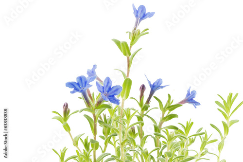 Fototapeta Naklejka Na Ścianę i Meble -  Steinsame (Lithodora diffusa)