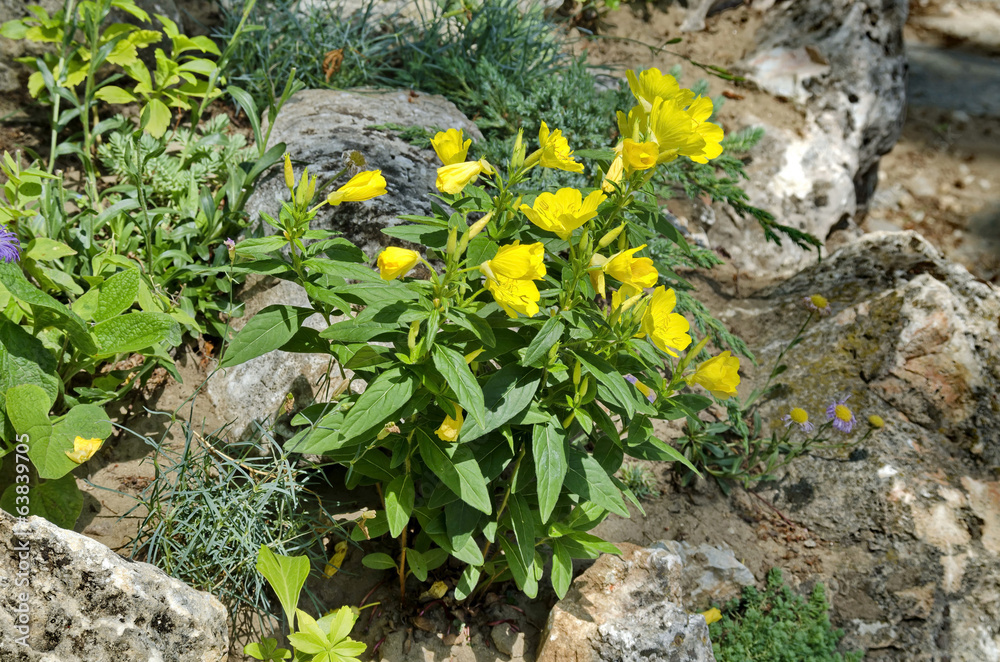 Obraz premium Part of public gardens in Peshtera town - rockery