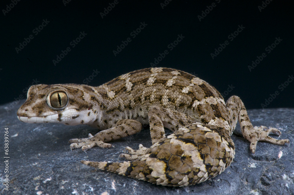Obraz premium Viper gecko / Teratolepis fasciata