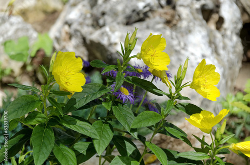 Part of public gardens in Peshtera town - rockery photo