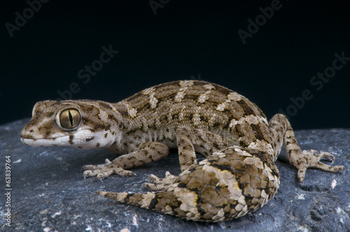 Viper gecko / Teratolepis fasciata