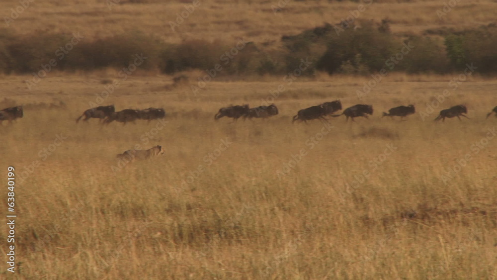 A young lion trying to hunt wildebeests