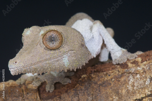Henkel's leaf-tailed gecko / Uroplatus henkeli photo