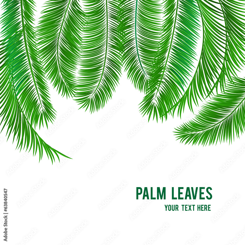 Tropical palm tree background banner
