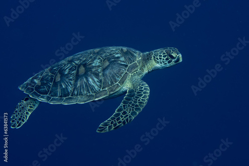 A sea Turtle portrait close up while looking at you