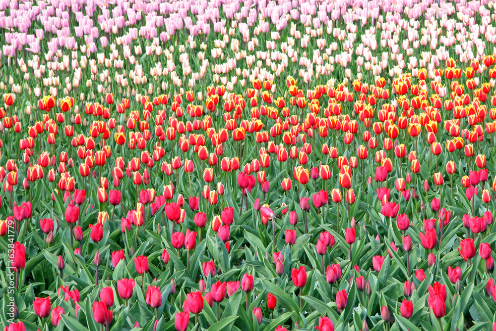 Keukenhof - Garden of Europe, Netherlands