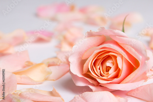 pink rose flower and petals over white background