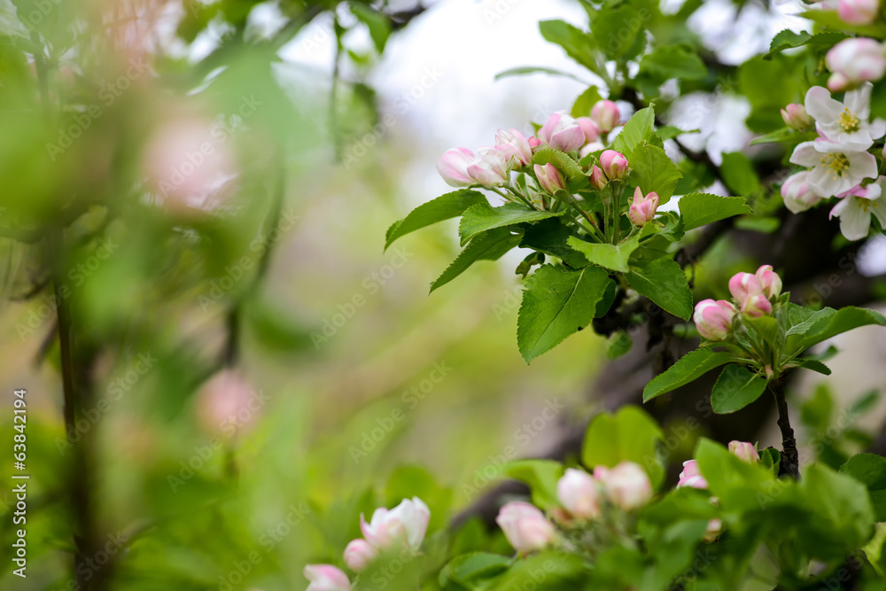 Apple blossoms in spring on a hot day