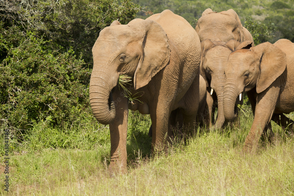 Obraz premium Elephant family eating
