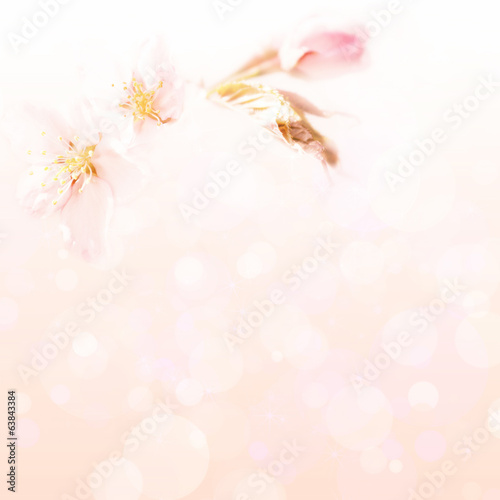 Pink background with a blossoming branch