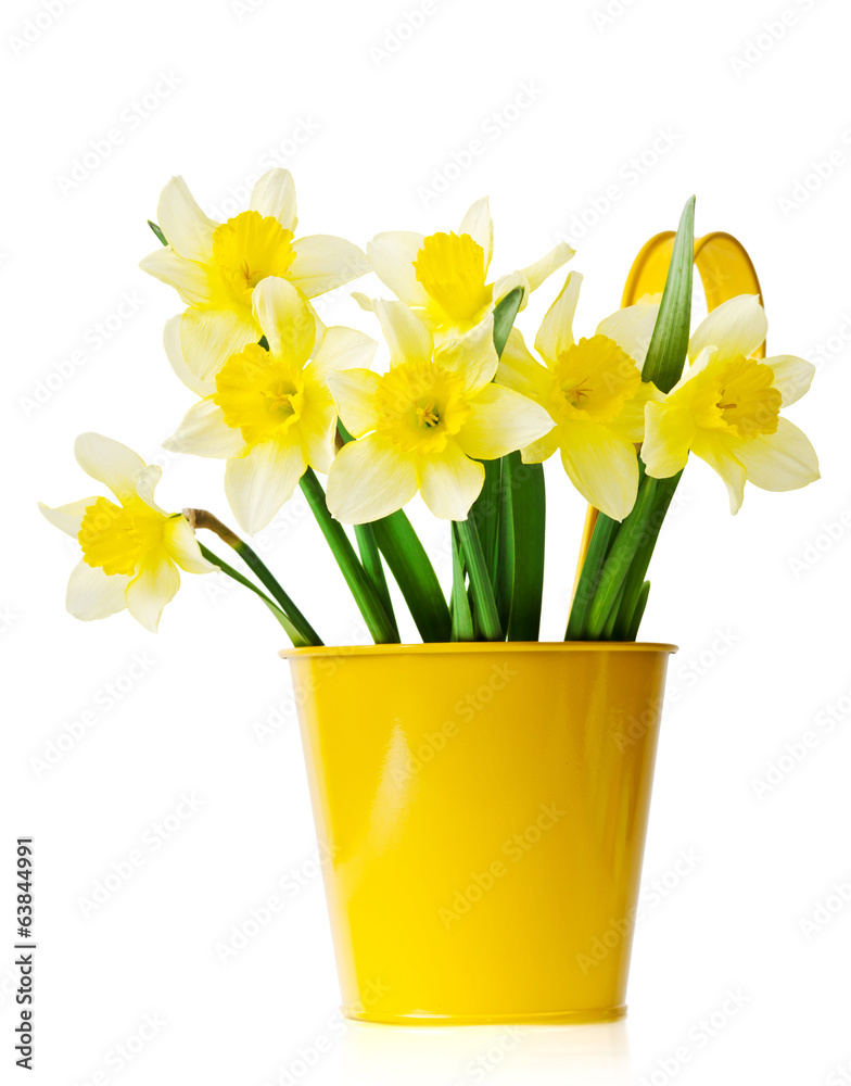 Daffodils in a yellow flowerpot